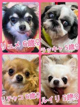 🐾今日の里親様募集中ワンコ🐶メンバーです🐾2023,3,5【保護犬カフェ天神橋店】